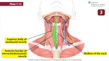 Head and Neck – Anterior Triangle of the Neck