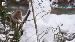Wild Japan, Snow Monkeys