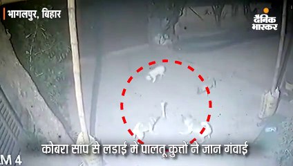 मालिक की जिंदगी बचाने के लिए पालतू कुत्तों ने दे दी जान
