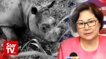 No sightings of Sumatran rhinos in key areas of Sabah, extinction likely