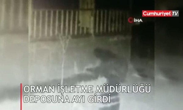 Orman İşletme Müdürlüğü deposuna ayı girdi