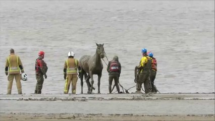 حصان ينجو بأعجوبة من وحل عميق على شاطى في إنجلترا