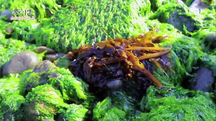 한국기행 - Korea travel_소쿠리에 담아 봄 1부- 금오도, 바람 타고 오나 봄_#001