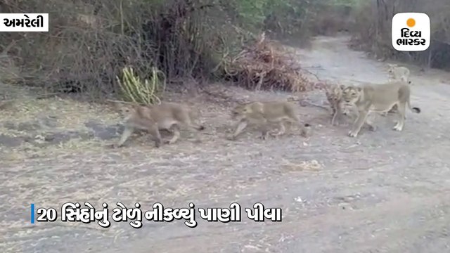 કાળઝાળ ગરમીમાં પાણીની શોધમાં જંગલમાંથી 20 સિંહો બહાર આવ્યા, વીડિયો વાઇરલ
