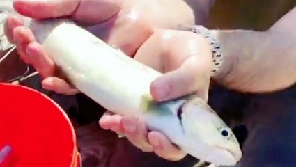 Trout Pulls Off Slippery Escape