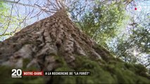 Notre-Dame de Paris : quelle forêt pour reconstruire la cathédrale ?