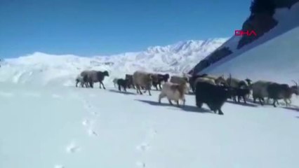 Hakkari'de Besicilerin Karda Zorlu Yolculuğu