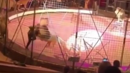 Un lion attaque son dresseur en plein milieu d'un spectacle