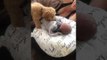 Puppy Adorably Covers Newborn Baby With Blanket