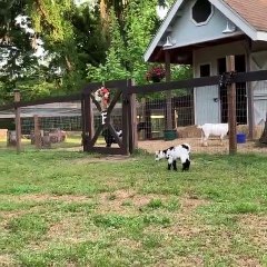 Quand un chevreau est heureux, voici ce que ça donne. Adorable !