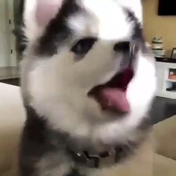 Un petit chiot qui va vous donner des frissons. Tellement attachant !