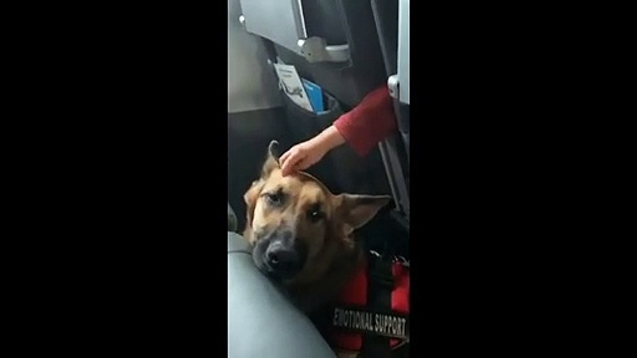Service dog on its first flight given emotional support strokes from child