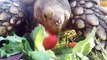 Furious turtle confronts dog trying to steal its strawberries