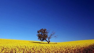 30 Min De Détente De La Musique | Guitare, Flûte, Voix | Soulager Le Stress, La Méditation, Le Sommeil