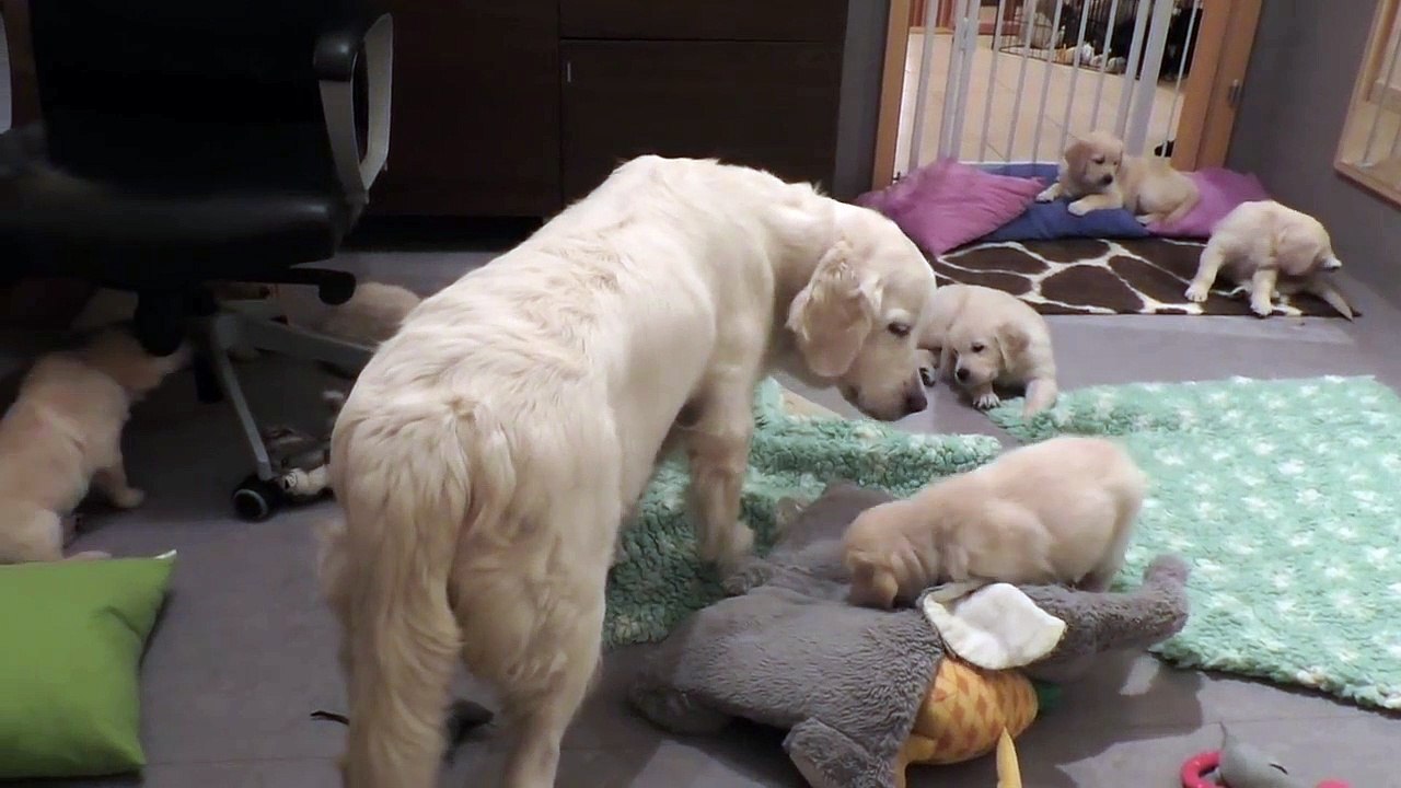 Elle fait comprendre à ses chiots qu’ils sont trop grands pour téter dans une pièce de l'élevage