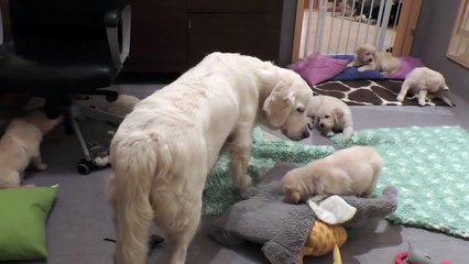 Elle fait comprendre à ses chiots qu’ils sont trop grands pour téter dans une pièce de l'élevage