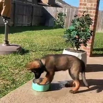 Ce chien essaie de se laver tout seul. A mourir de rire !