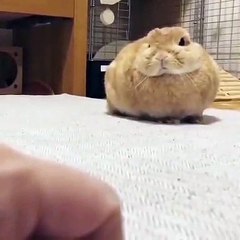 Ce lapin a une drôle de manière de bailler. Marrant !