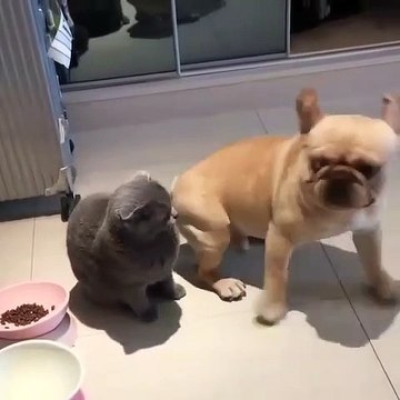 Ce bulldog est très amoureux d'un chaton. Ce qu'il va faire est à mourir de rire !
