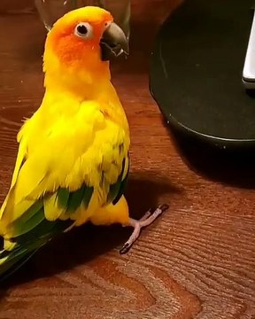 La réaction de ce perroquet quand on l'effraie est va vous faire pleurer de rire !