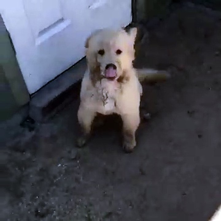 Cette chatte est tres protectrice avec ses petits. Regardez sa réaction quand un chien s'approche !
