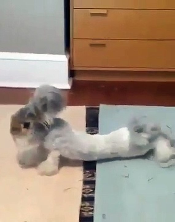 Admirez ce très beau lapin avant et après sa nouvelle coupe !