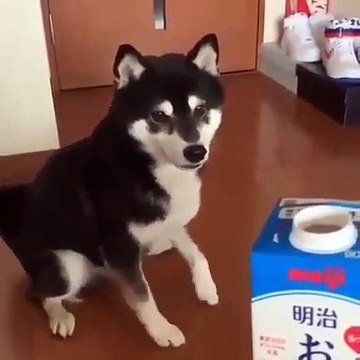 Ce chien est très impatient de boire son lait. Ce qu'il fait est hilarant !