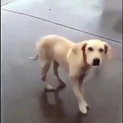 Ce chien qui danse va vous faire pleurer de rire. Trop marrant !