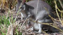 Rare 'miniature kangaroo' born at Chester zoo