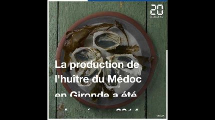Gironde: Une poignée d'ostréiculteurs relancent l'huître du Médoc