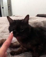Kitty Really Loves Neck Scratches