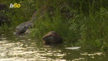 Why Did the Beaver Cross The Road? Dashcam Video Shows Beaver Dragging Branch Across Highway