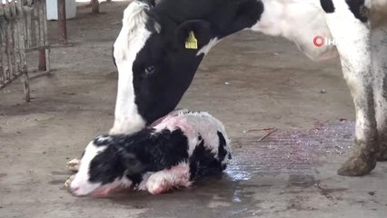 Aksaray'da Üreticilere Hayvan Hastalıkları Eğitimi Verildi