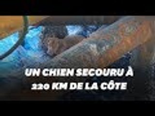 Download Video: Un chien secouru à 220 Km de la côte dans le golfe de Thaïlande