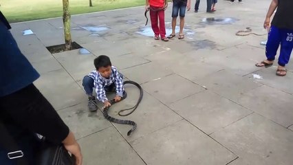 Un enfant joue avec un cobra et le manipule sans peur