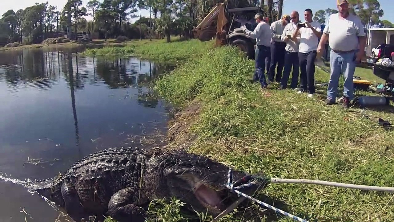 Ils sortent un alligator géant d'un marais en floride... Joli monstre
