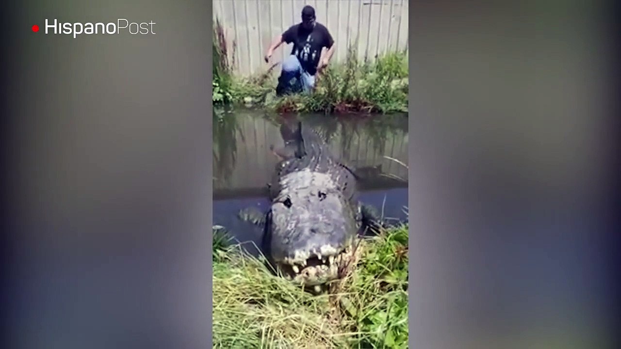 Il s'amuse à tirer la queue d'un énorme crocodile... Risqué