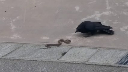 Un corbeau affamé est bien décidé à manger ce serpent