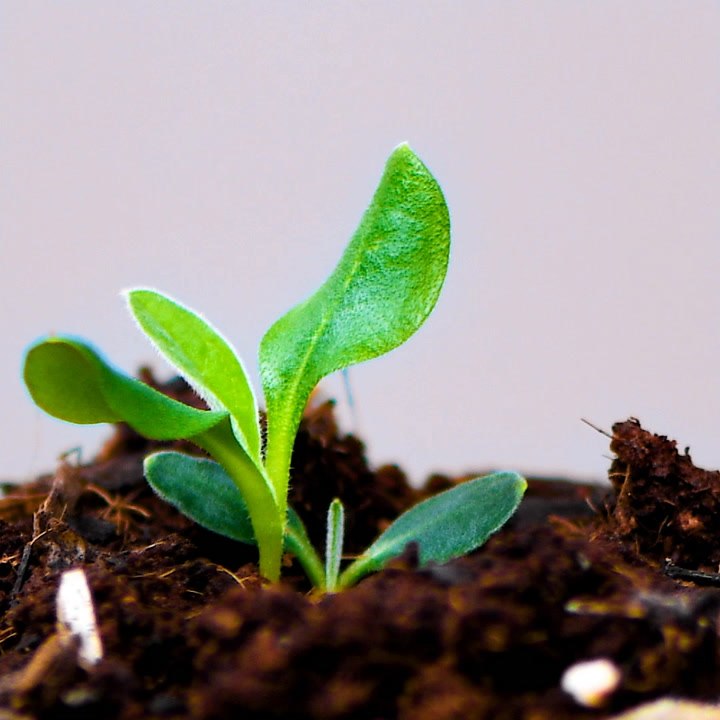 You Will Wet Your Plants with These Unusual Gardening Hacks