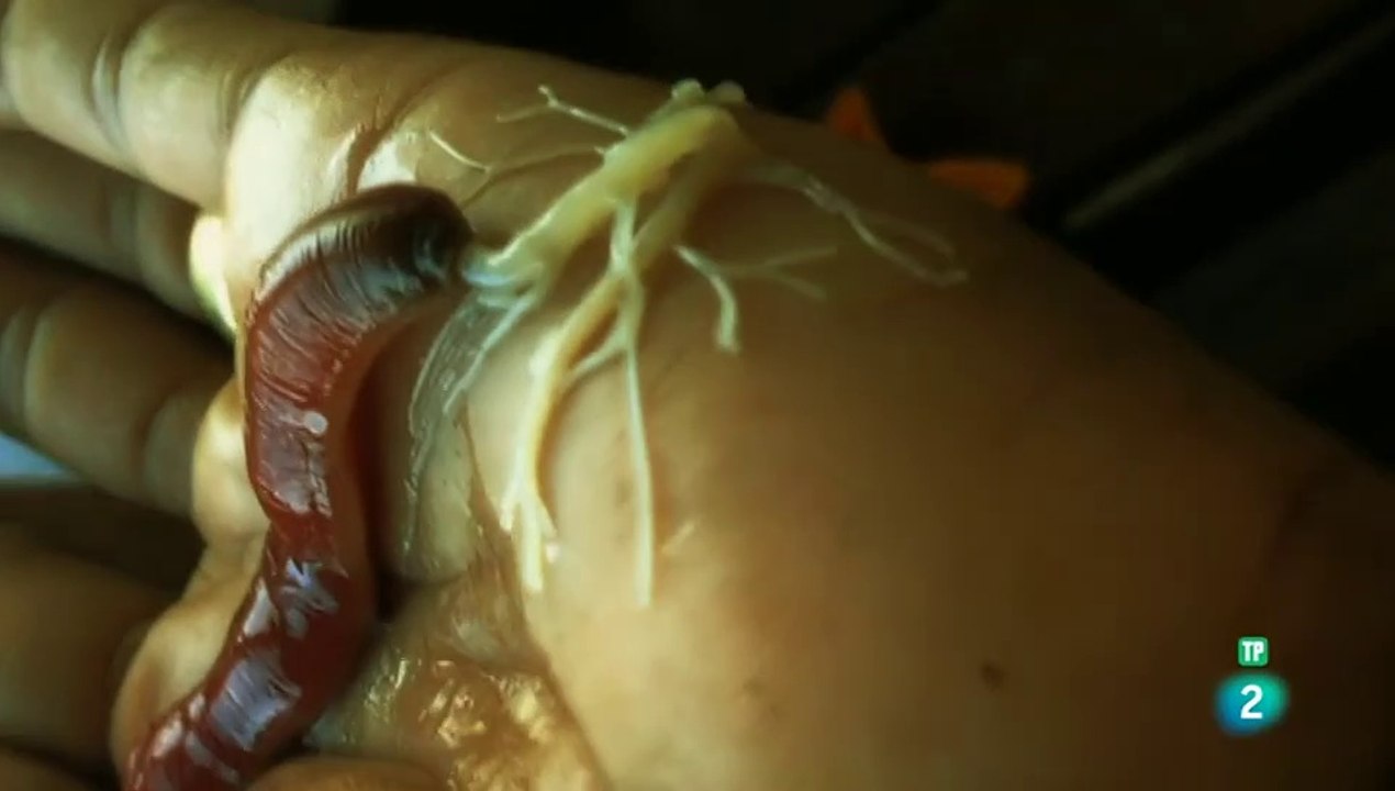 Extrañas maravillas del mundo. Episodio (1) - DOCUMENTAL - DOCUMENTALES CIENCIA - DOCUMENTALES INTERESANTES -DOCUMENTALES DE LA 2