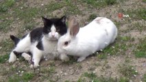 Kedi ile Tavşanın Dostluğu Görenleri Şaşırtıyor