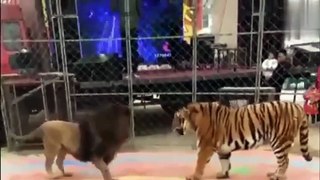 LION VS TIGER (Tiger destroys Lion)