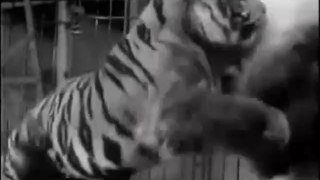 Tiger vs Lion, Big Cage Fight from 1933, uncut Version