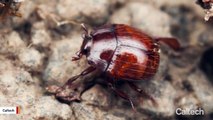 100-Million-Year-Old Beetle Trapped In Amber Reveals Ancient Symbiotic Relationship