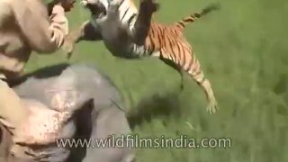 TIGER ATTACKS MAN IN ELEPHANT