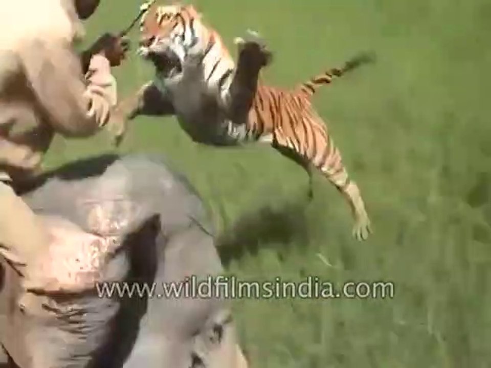 TIGER ATTACKS MAN IN ELEPHANT