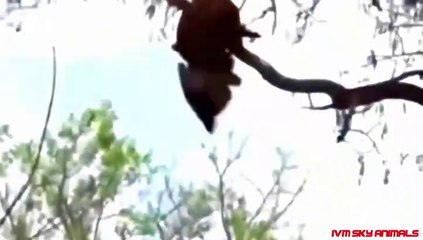 Eagle vs Leopard _ Mother Leopard Protect Her Baby From Eagle Hunting