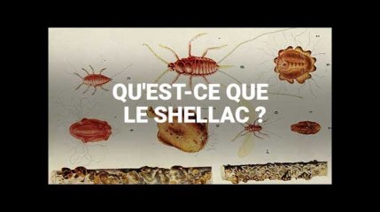 Qu&#39;est-ce que le shellac, additif issu d&#39;insectes retrouvé dans des aliments