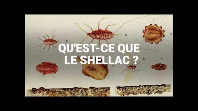 Qu'est-ce que le shellac, additif issu d'insectes retrouvé dans des aliments