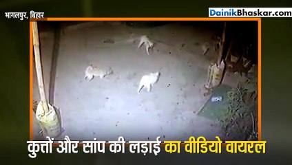 कुत्तों और कोबरा की लड़ाई Cctv में कैद